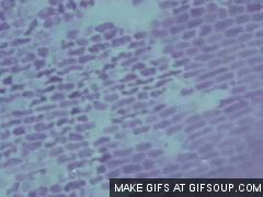 onion-cell-plasmolysis-o