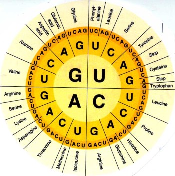 Codon Chart