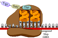 StopCodon