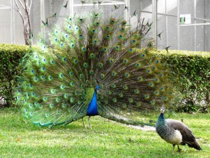 peacock_display